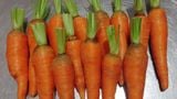 Cà rốt hữu cơ Cây Gạo Hòa Bình (kg)