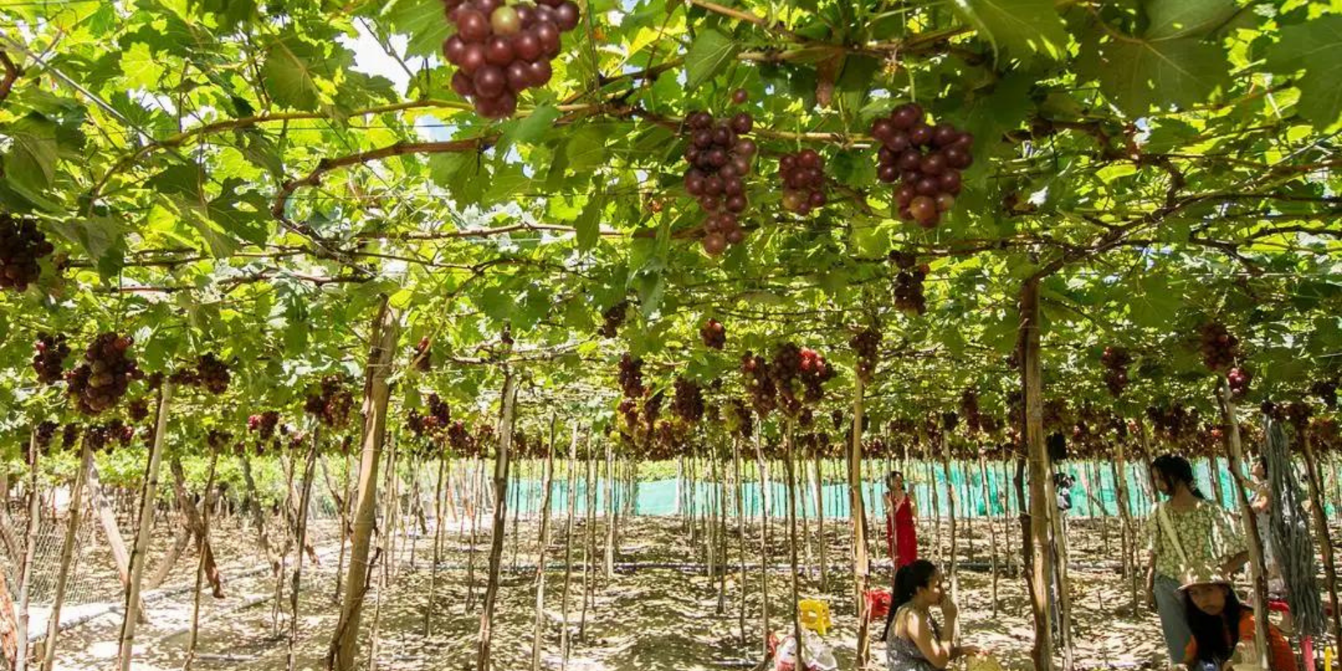 ĐỒNG CỪU - HANG RÁI - VƯỜN NHO - BÌNH HƯNG – MAHA TRAVEL