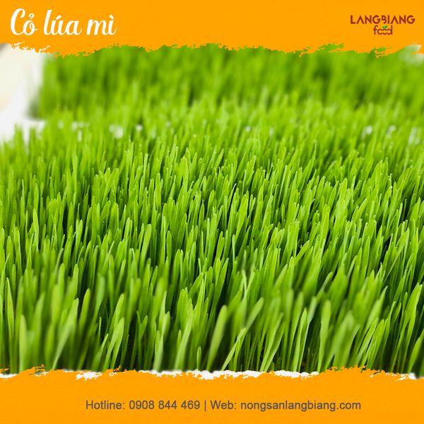 Cỏ lúa mì - Wheatgrass