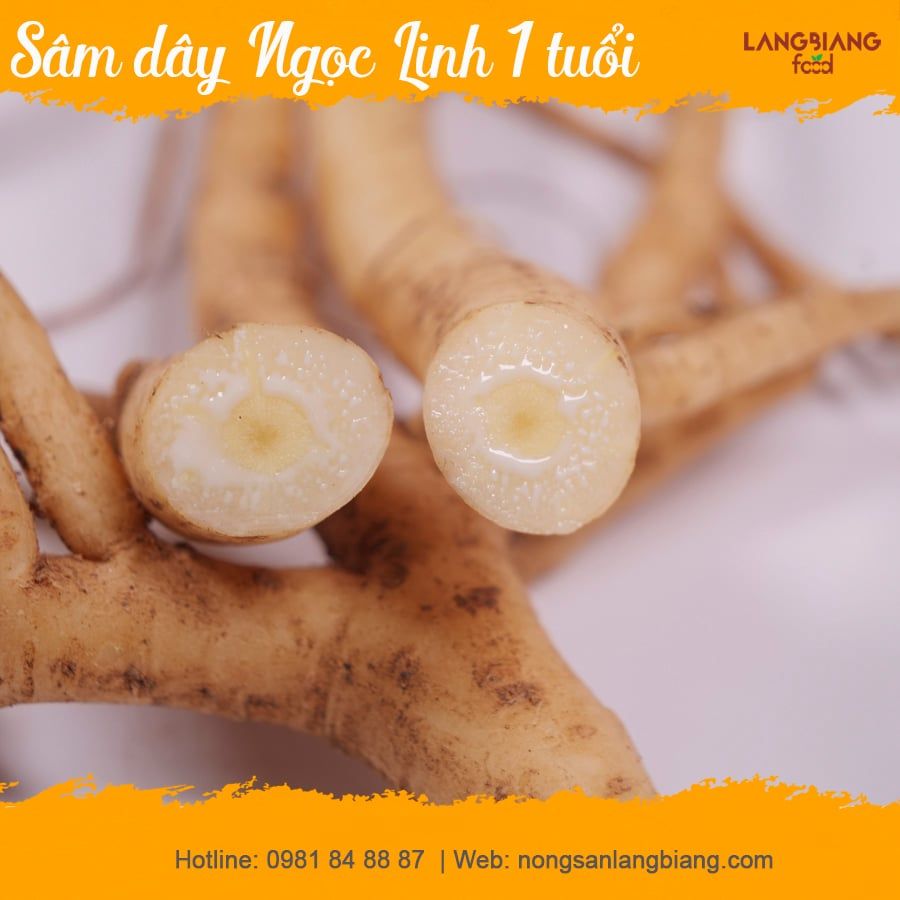 Sâm dây Ngọc Linh tươi Langbiang Food - 1 tuổi  100g