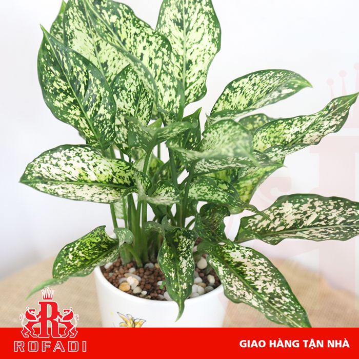Cây ngọc ngân