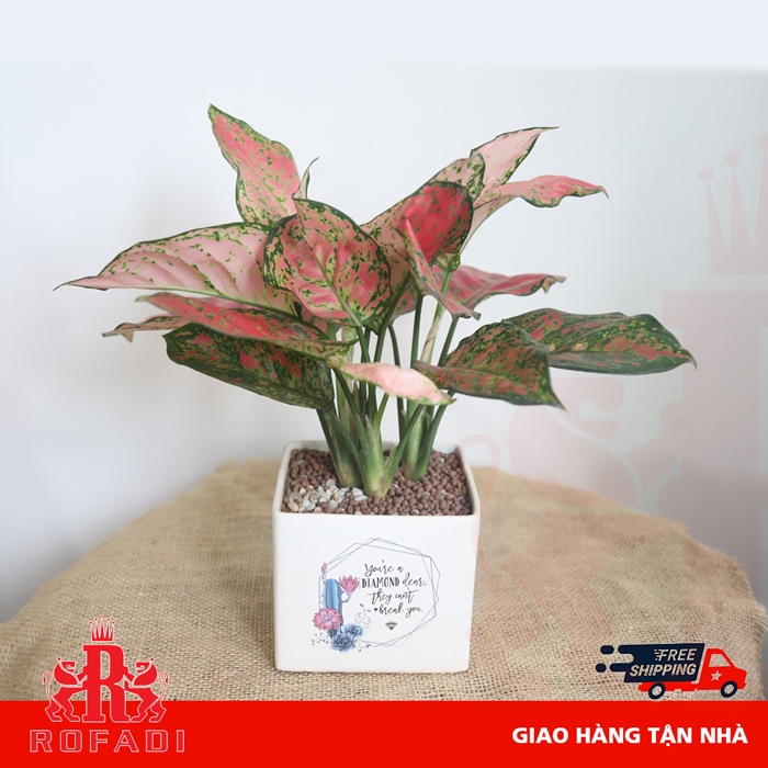  Cây vạn lộc 