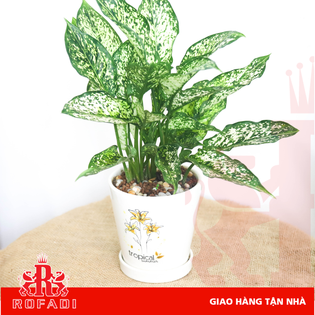 Cây ngọc ngân