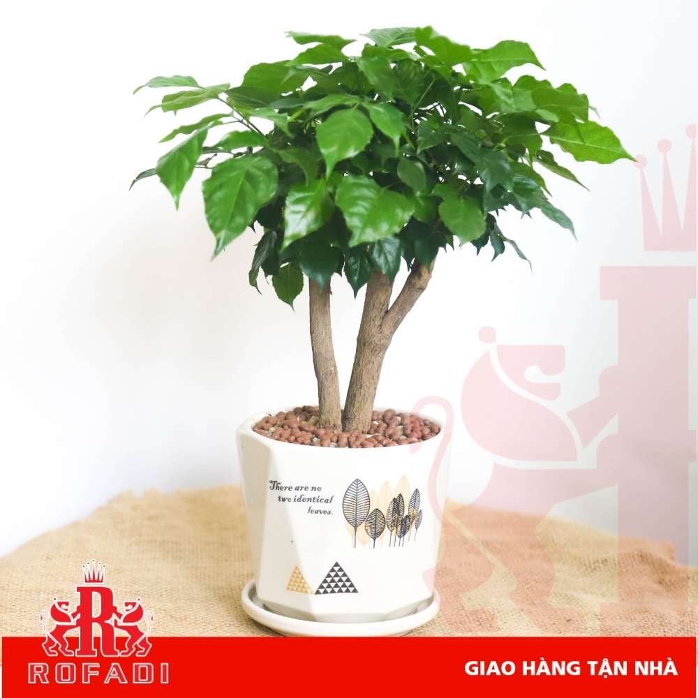  Cây hạnh phúc 