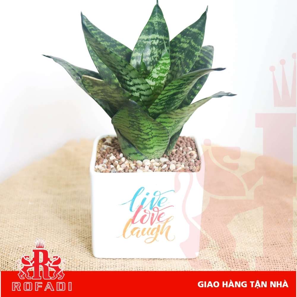  Cây lưỡi hổ xanh để bàn 