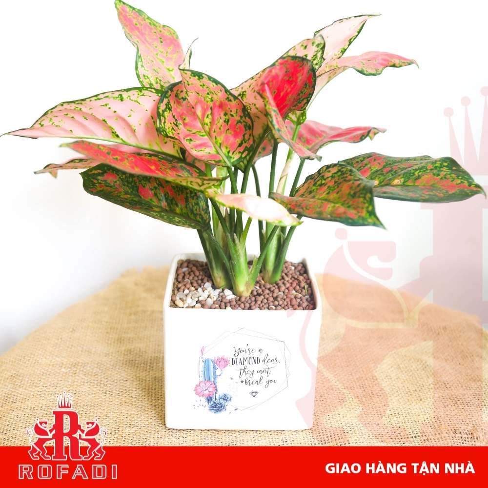  Cây vạn lộc 