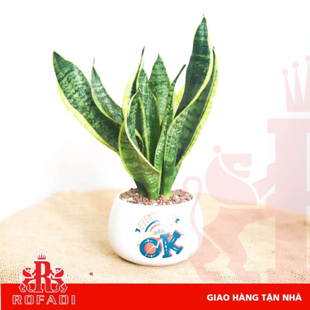  Cây lưỡi hổ vàng để bàn 