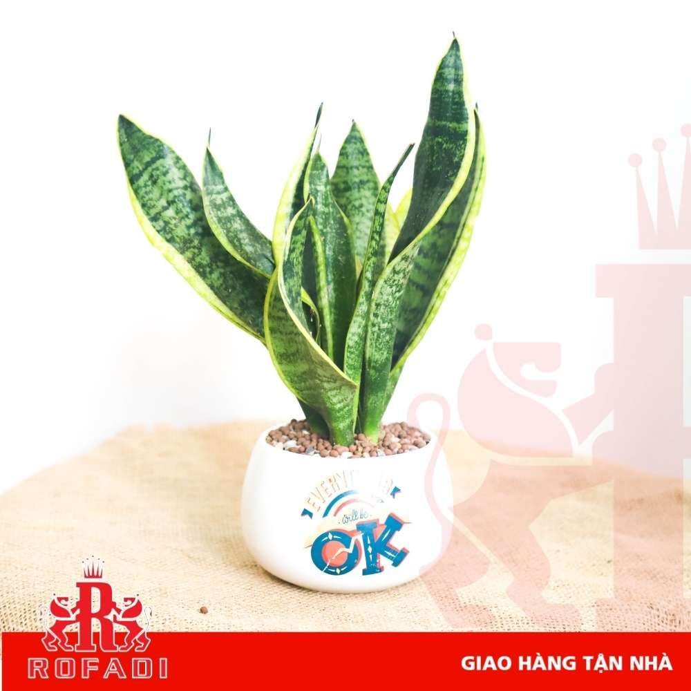 Cây lưỡi hổ vàng để bàn