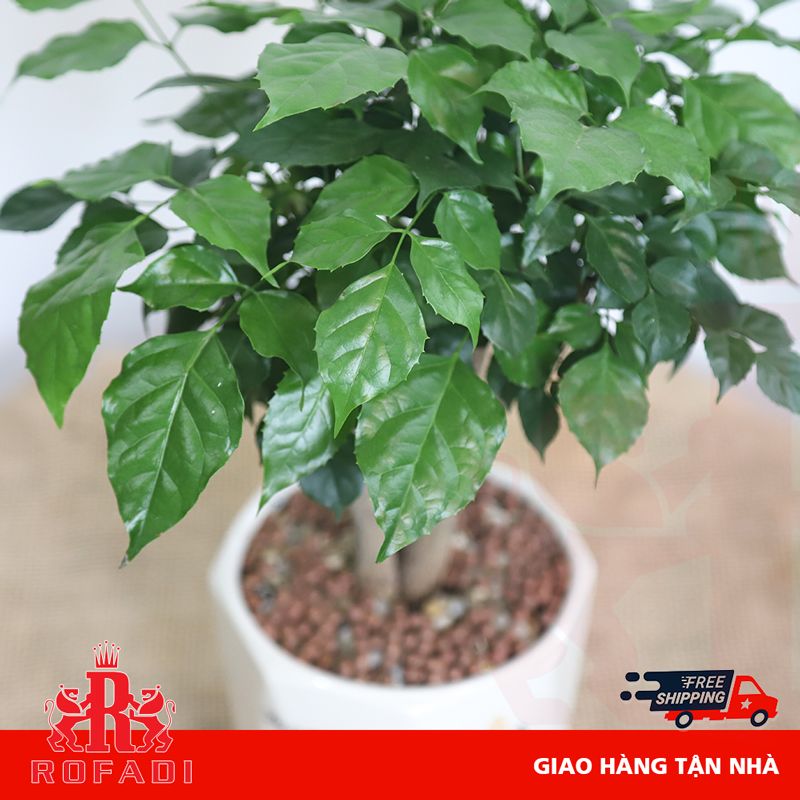 Cây hạnh phúc