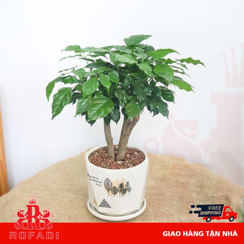 Cây hạnh phúc