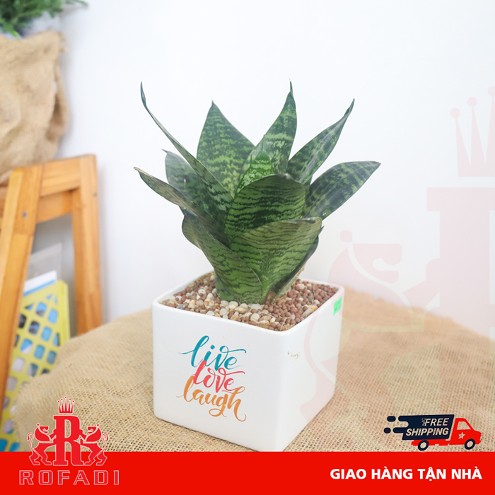  Cây lưỡi hổ xanh để bàn 