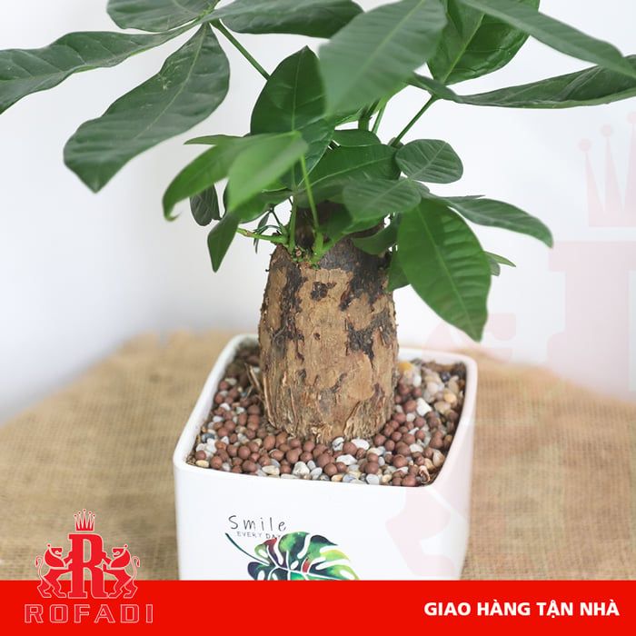 Cây kim ngân trụ để bàn mini 3