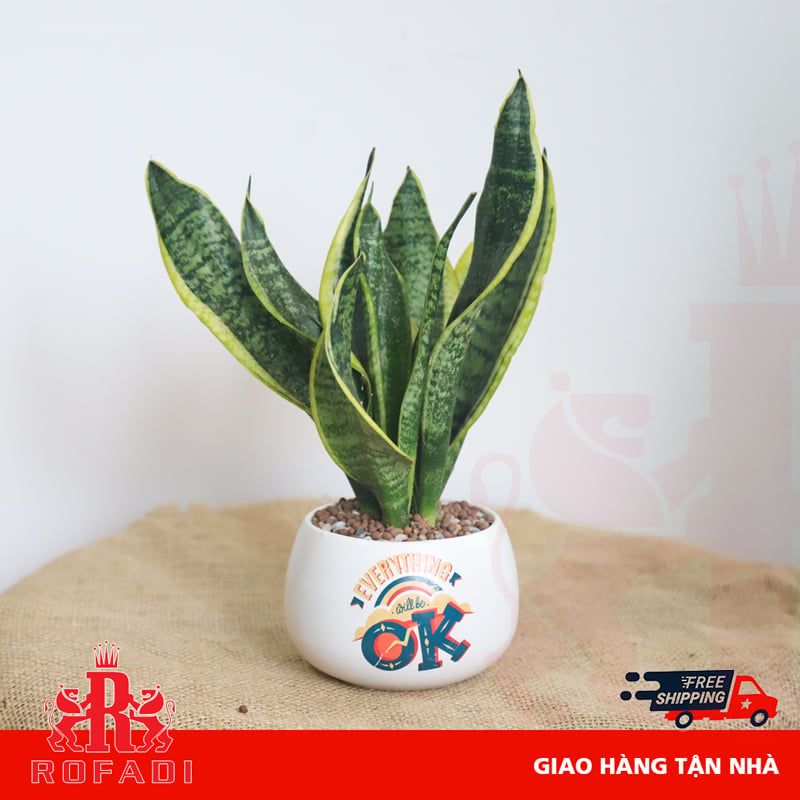 Cây lưỡi hổ vàng để bàn