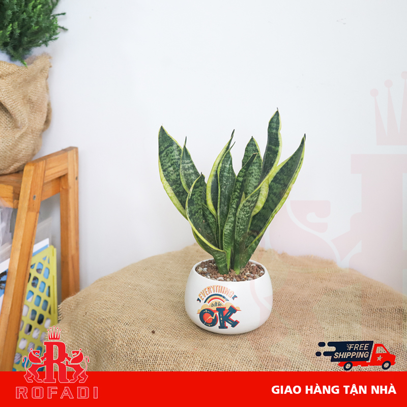  Cây lưỡi hổ vàng để bàn 