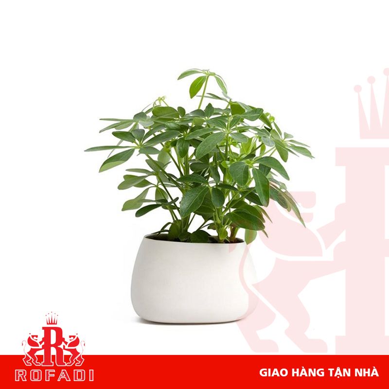 Cây ngũ gia bì để bàn