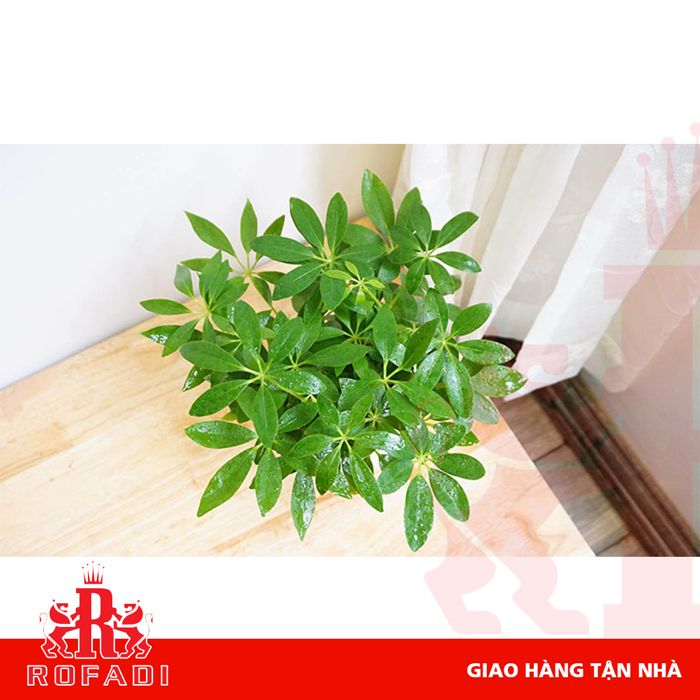 Cây ngũ gia bì để bàn