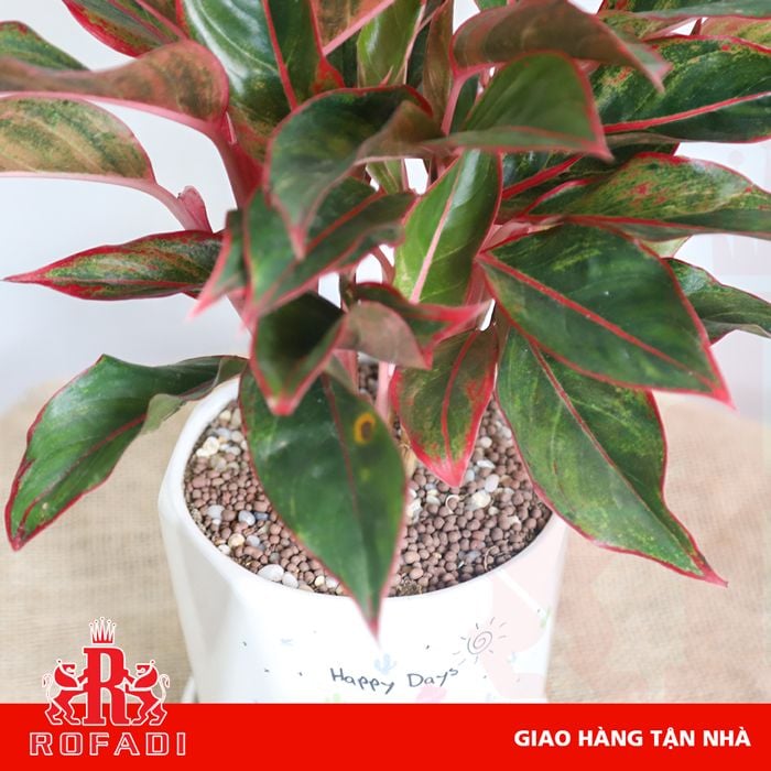 Cây phú quý để bàn mini