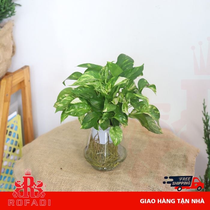 Cây trầu bà thuỷ sinh