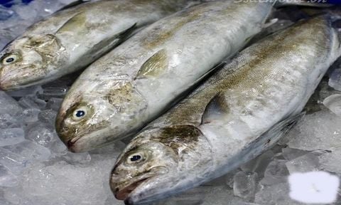  Cá Cu làm sạch -theo kg 