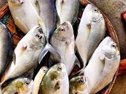  Cá Khế làm sạch - theo kg 