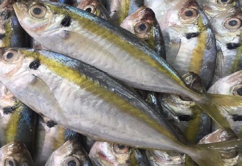  Cá Chỉ Vàng - theo kg 