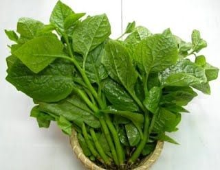  Rau mồng tơi trà quế (bó ) 