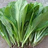  Cải Xanh Trà Quế 