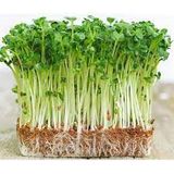  Rau mầm cải ngọt 