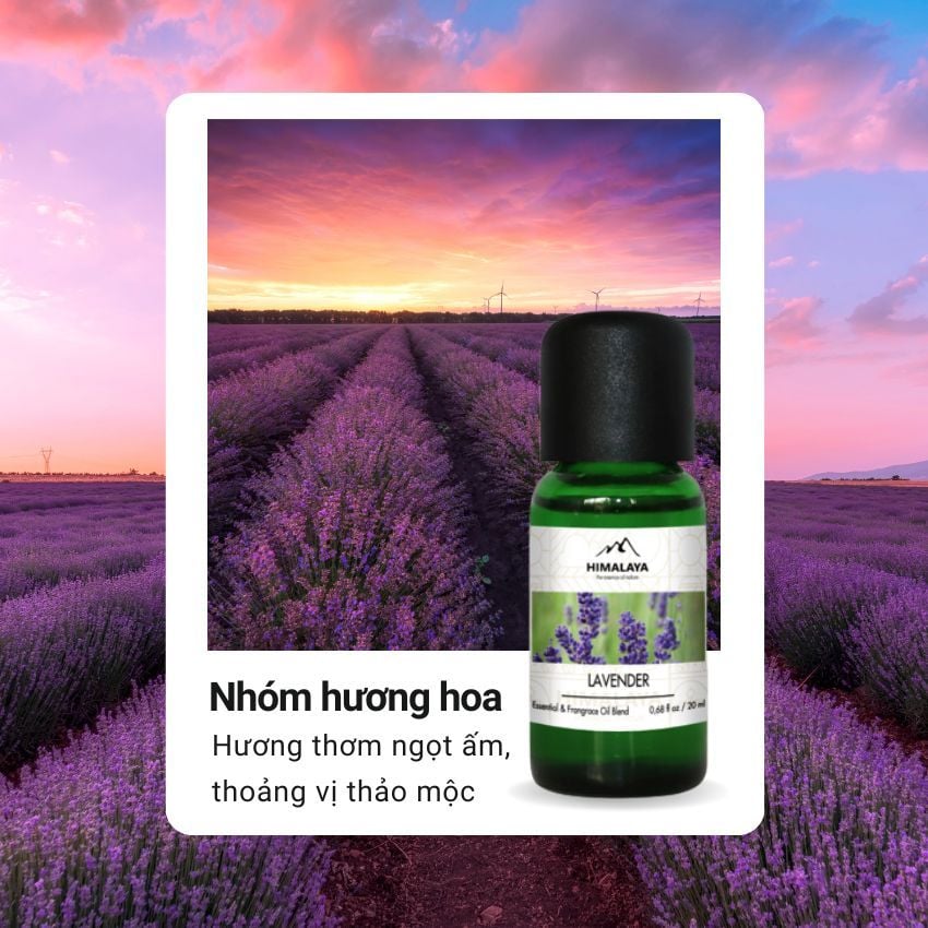 Tinh dầu Himalaya Lavender