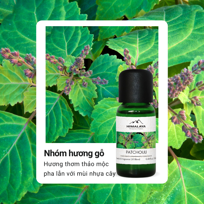 Tinh dầu Himalaya Patchouli