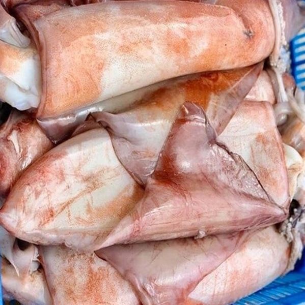  MỰC ĐẠI DƯƠNG DƯỚI 3KG 