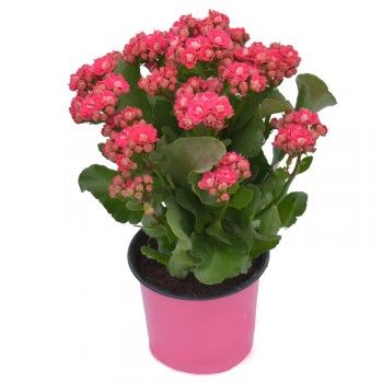  SỐNG ĐỜI KALANCHOE SIZE LỚN 