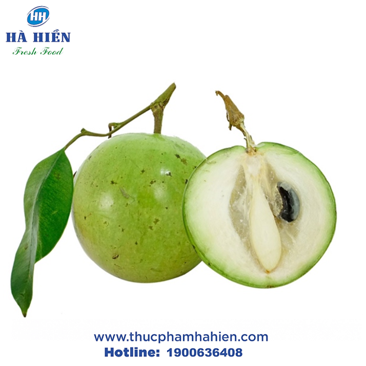  VÚ SỮA TRẮNG (LỚN) 