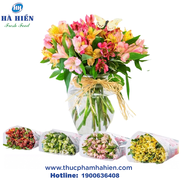  HOA THỦY TIÊN (ALSTROEMERIA) 