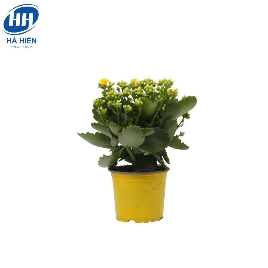  SỐNG ĐỜI KALANCHOE SIZE TRUNG 