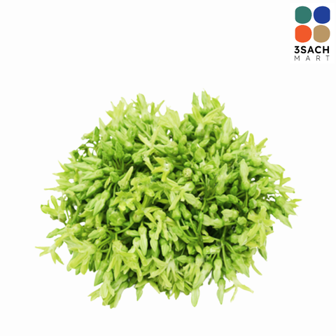  Bông Thiên Lý (Khay 200g) 