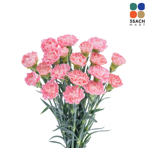  Hoa Cẩm Chướng (Bó 10 Cành) 