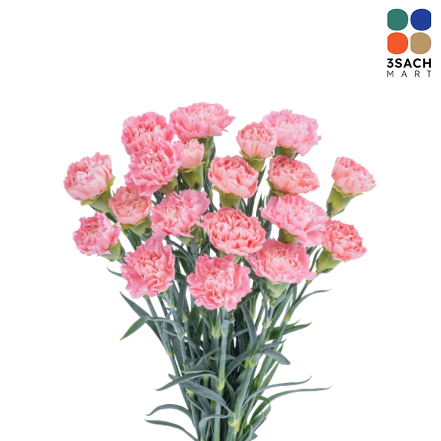  Hoa Cẩm Chướng (Bó 10 Cành) 