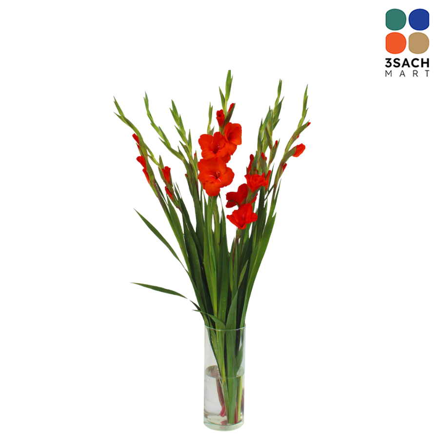  Hoa Layon Đỏ (Bó 10 Cây) 