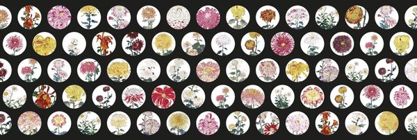  Giấy dán tường Alan Chain Flower - 505-005 