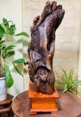 Tượng Phật - Đạt Ma Ngồi Thiền Kích Thước C73-S25-N43 Gỗ Lũa Bách Xanh