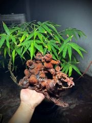 Tượng Cóc Thiềm Thừ Gỗ Trắc Liền Khối - Quan Tổng Cóc