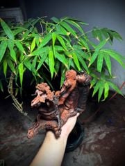 Tượng Cóc Thiềm Thừ Gỗ Trắc Liền Khối - Quan Tổng Cóc