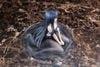 KDcolle Kuroyukihime Light Novel 15th Anniversary Wedding ver. 1/7 - Accel World | Kadokawa Figure