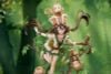 Anu Shen Mu Miao Ying Ver. 1/7 - Chinese Paladin Sword and Fairy | APEX Figure