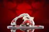Jack-O' Valentine 1/9 - Guilty Gear Strive | Apex Innovation Figure