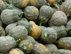 Chiết xuất bí ngô / Pumpkin seed extract