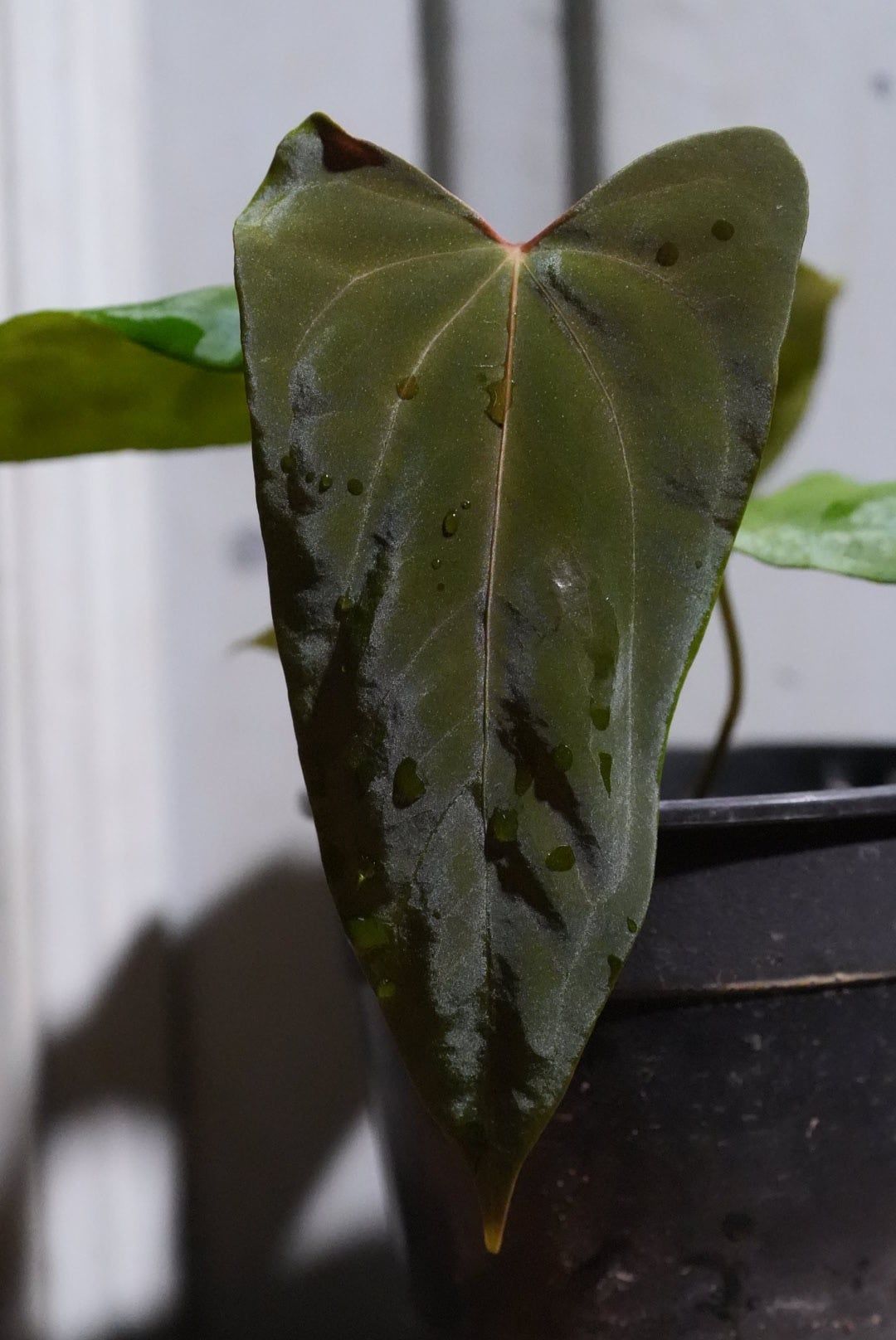 Anthurium Ree Pap Anthurium Papillilaminum 'Ree Gardens' x (Ralph Lynam x Fort Sherman ...
