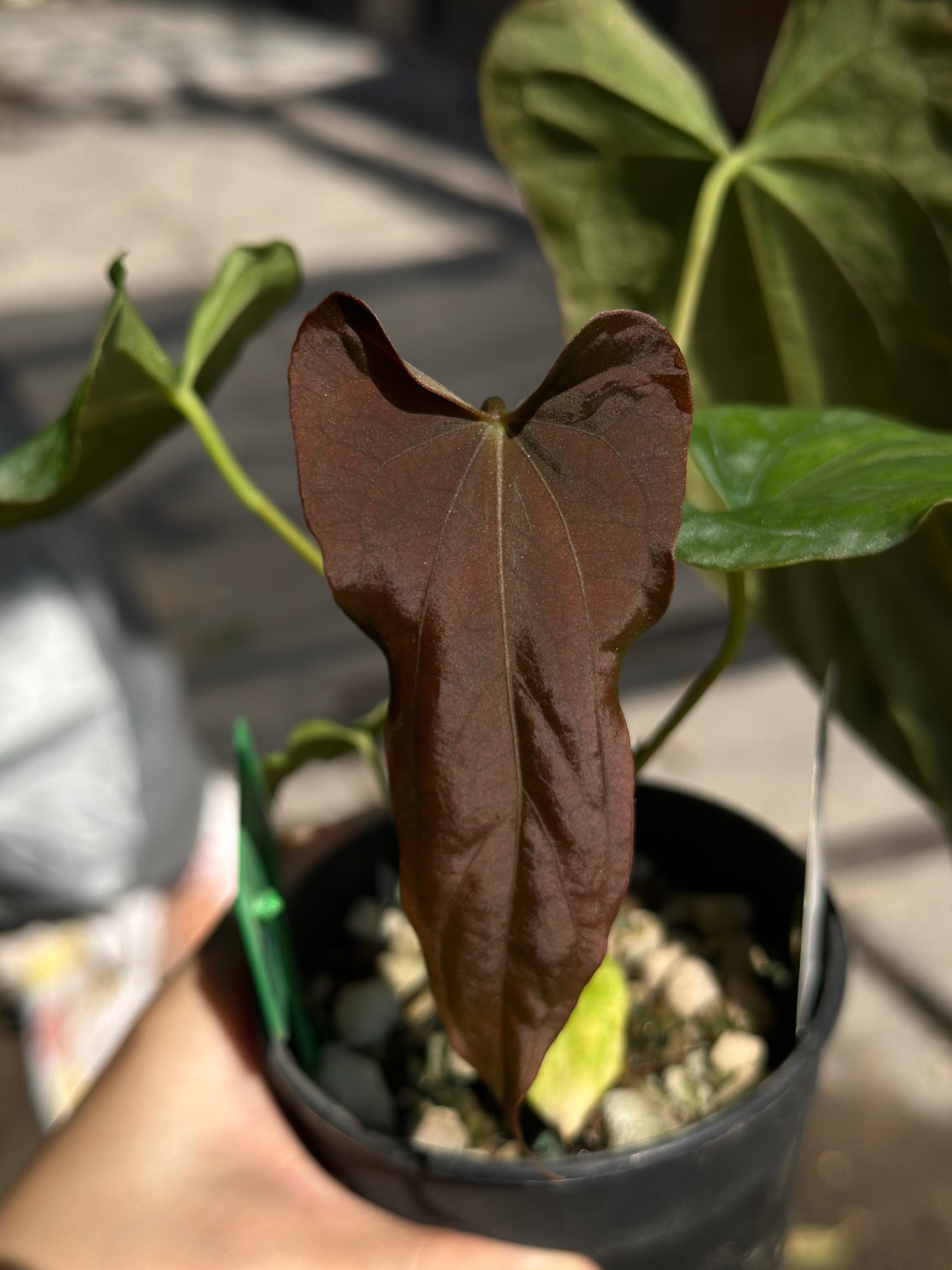 Anthurium Antolakii (BVEP) x Papillilaminum FSRL – TheVelvetGarden