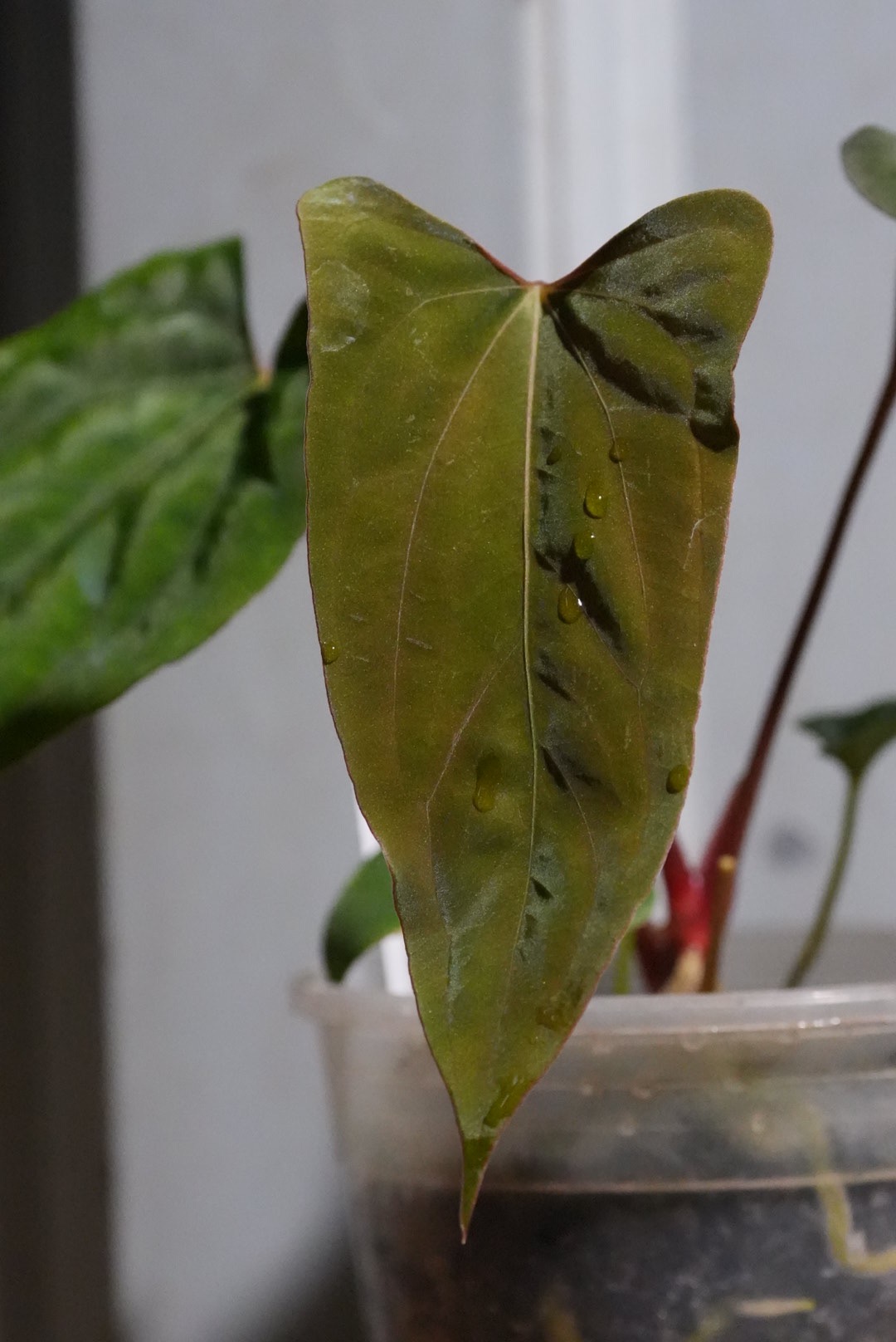Anthurium Ree Pap Anthurium Papillilaminum 'Ree Gardens' x (Fort Sherman x Ralph Lynam ...